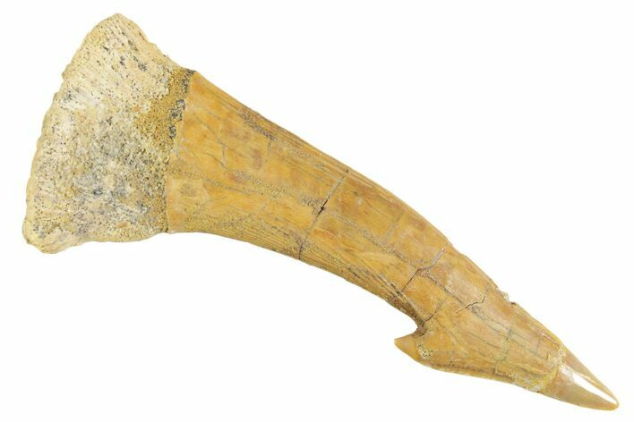 Fossil Sawfish (Onchopristis) Rostral Barb - Morocco #356423
